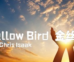 Yellow Bird（金丝雀）吉他谱_Chris Isaak_原版指弹吉他简谱